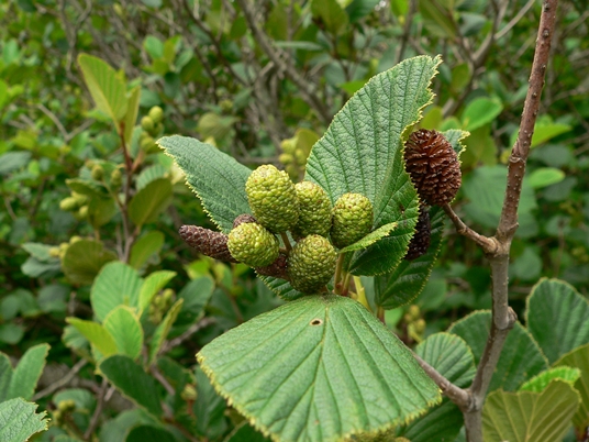 {Alnus viridis ssp. crispa}